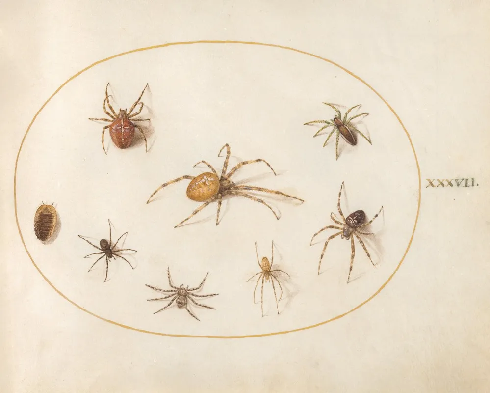 Plate 37 Seven Spiders And An Insect