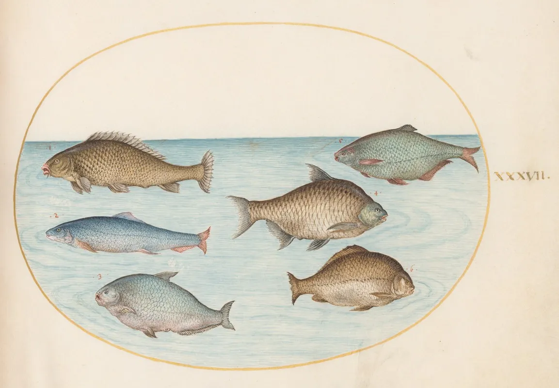 Plate 37 Six Fish Including Carp