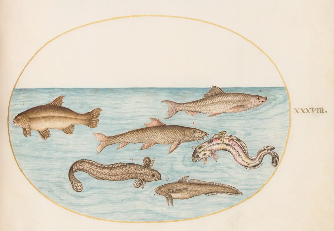 Plate 38 Burbot Rockling And Other Fish