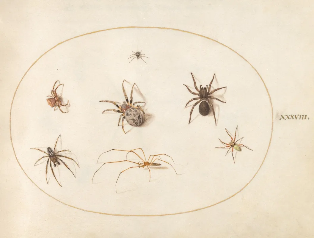 Plate 38 Seven Spiders