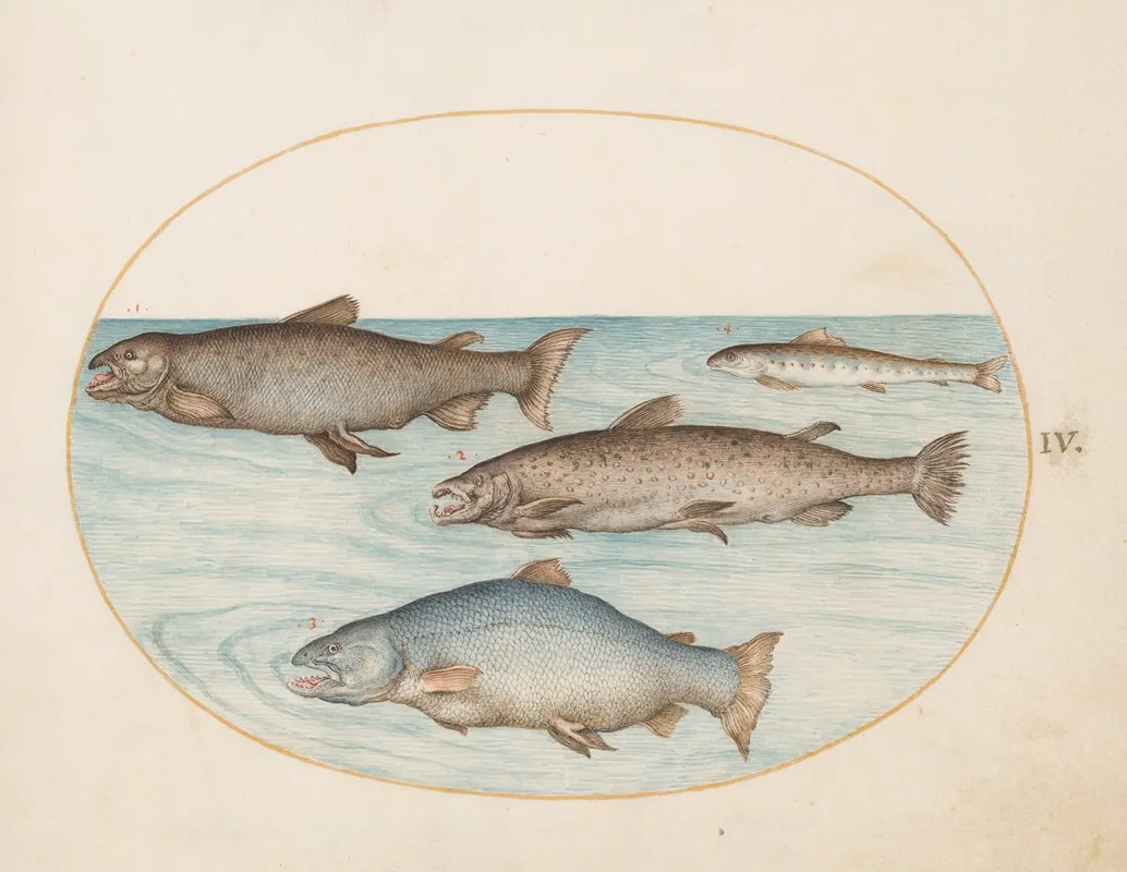 Plate 4 Four Salmon