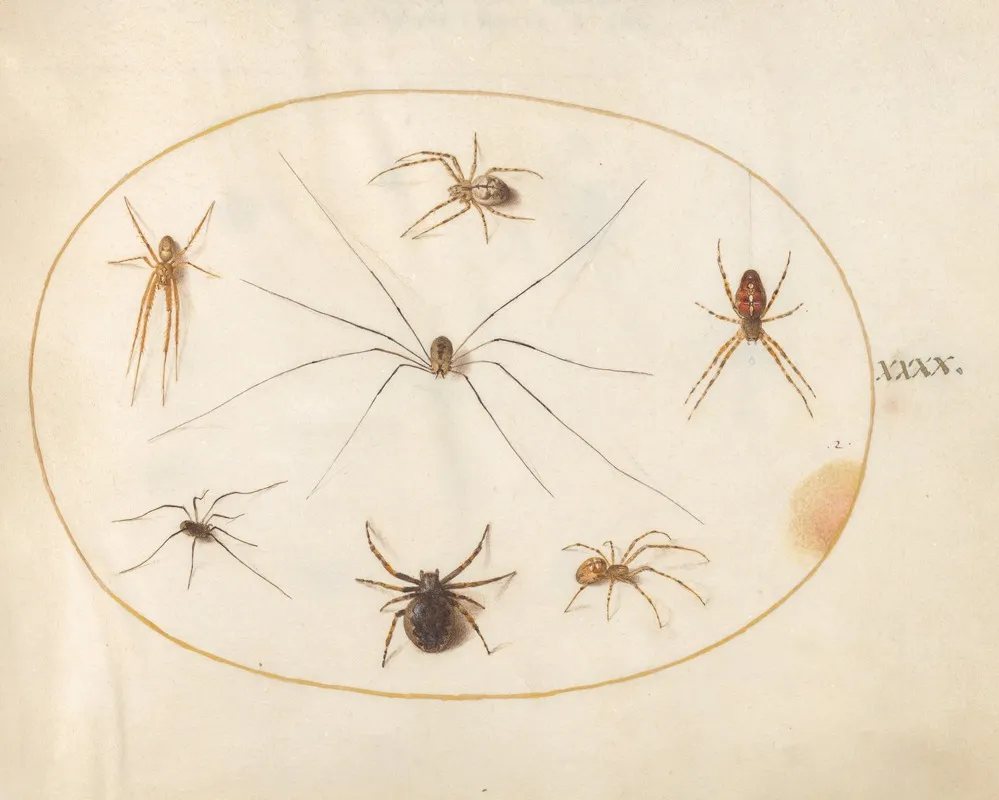 Plate 40 Eight Spiders Including A Cross Spider With An Egg Sac