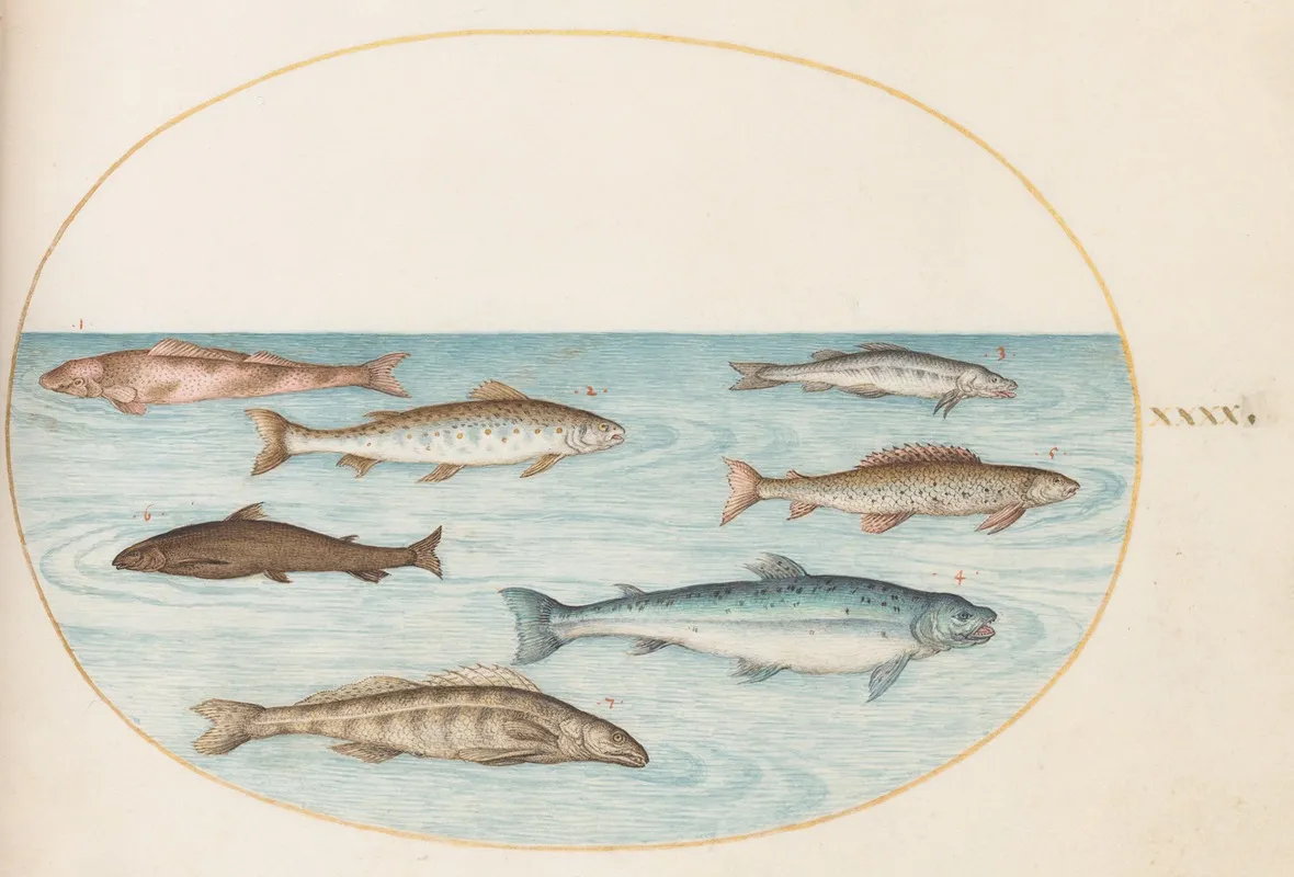 Plate 40 Salmon Trout And Freshwater Fish