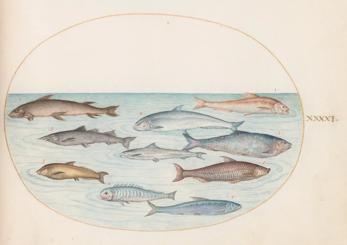 Plate 41 Whitefish And Other Fish