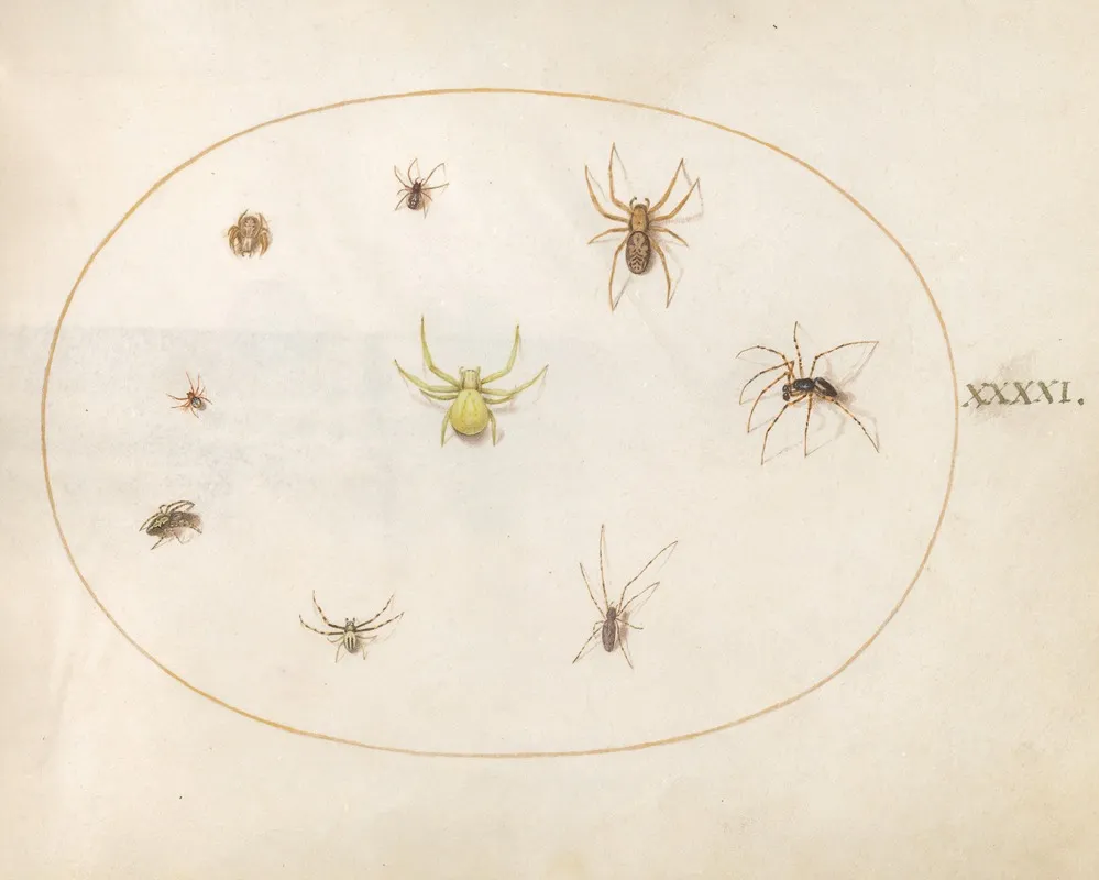 Plate 41 Yellow Spider Surrounded By Eight Spiders