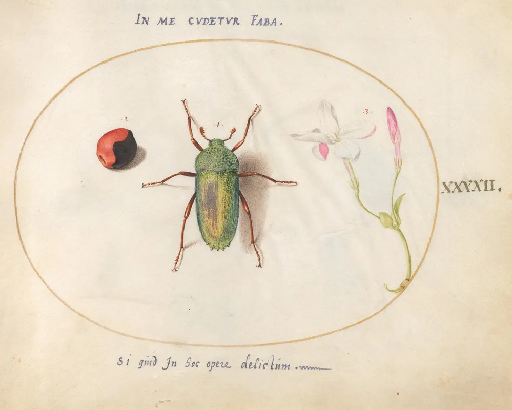 Plate 42 Jewel Beetle With A Rosary Pea And A Flower Oleander