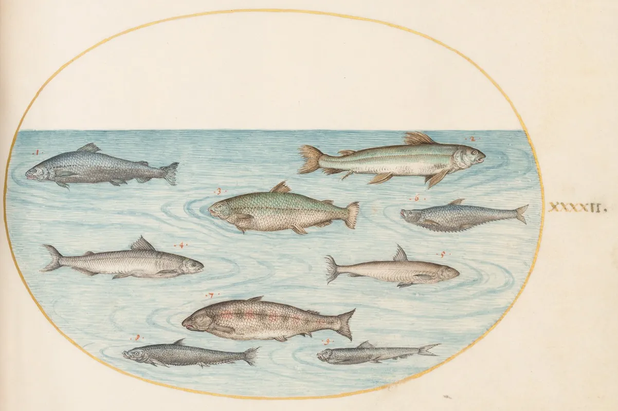 Plate 42 Nine Fish
