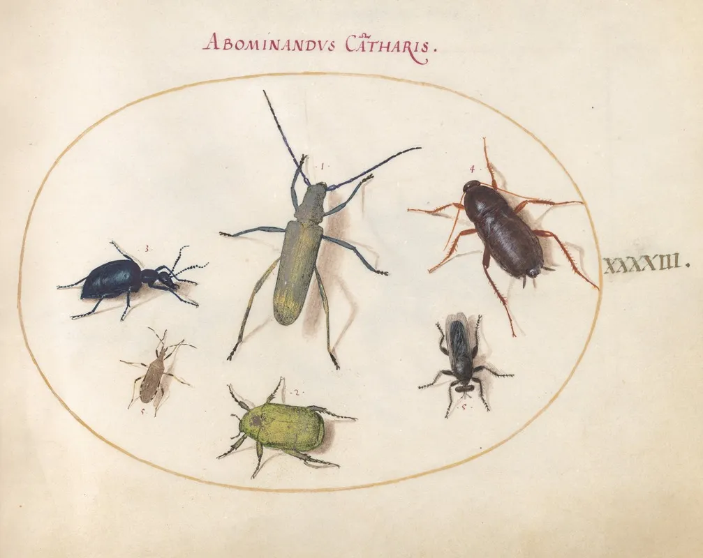 Plate 43 Musk Beetle Oil Beetle Tansy Beetle Cockroach Leaf Footed Bug And Other Insects