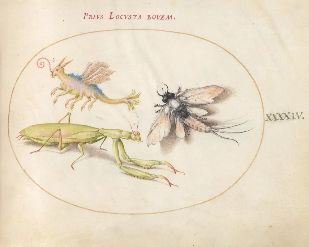 Plate 44 Mantis Mayfly And A Fictional Locust