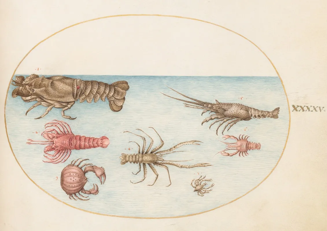 Plate 45 Lobster Squilla Mantis And Other Crustaceans