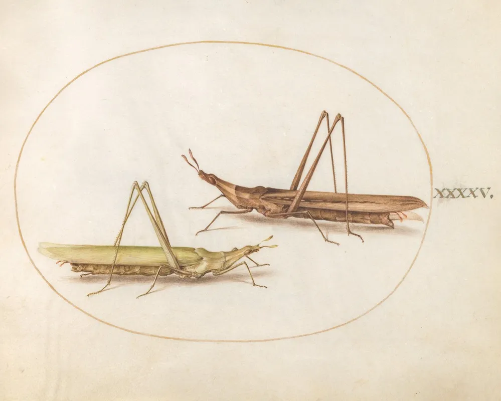 Plate 45 Two Long Headed Grasshoppers