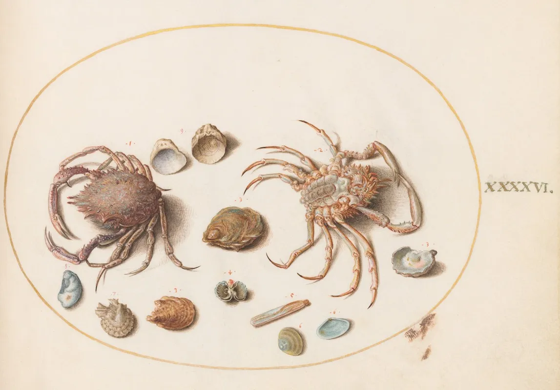Plate 46 Two Crabs With Seashells