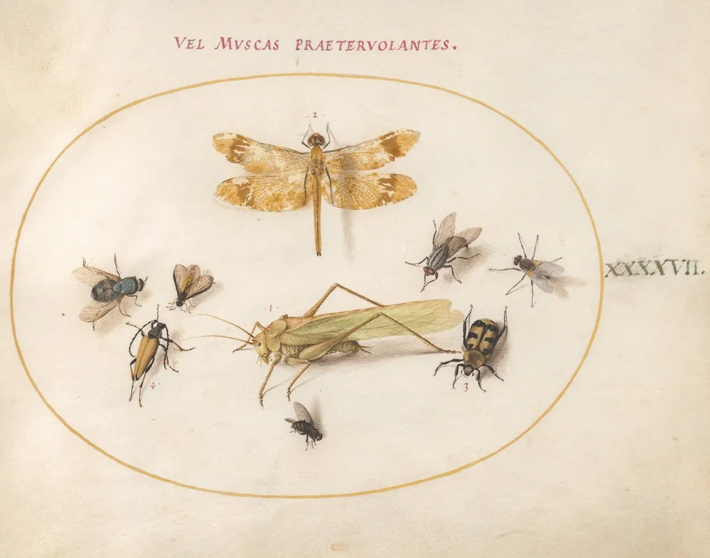 Plate 47 A Dragonfly Banded Darter Grasshopper Houseflies A Carrion Beetle A Flower Longhorn Beetle And Other Insects