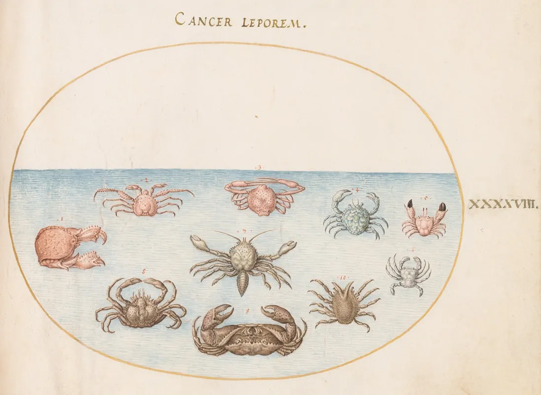 Plate 48 Ten Crabs