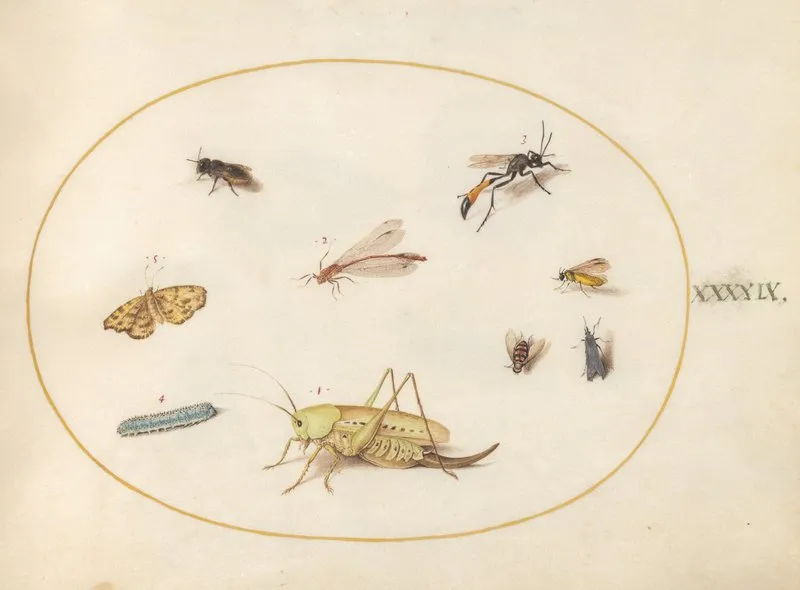 Plate 49 A Grasshopper A Caterpillar A Butterfly A Moth And Other Insects
