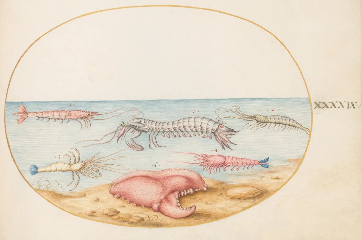 Plate 49 Mantis Shrimp And The Claw Of A European Crayfish