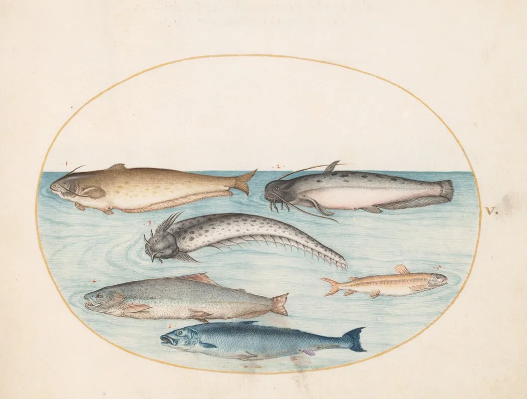 Plate 5 Three Catfish A Salmon And Two Other Fish