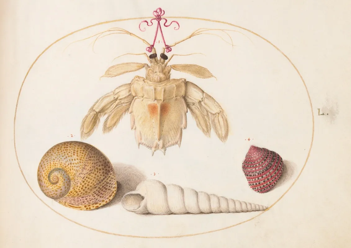 Plate 50 A Partial Mantis Shrimp With Tower Snail Shells