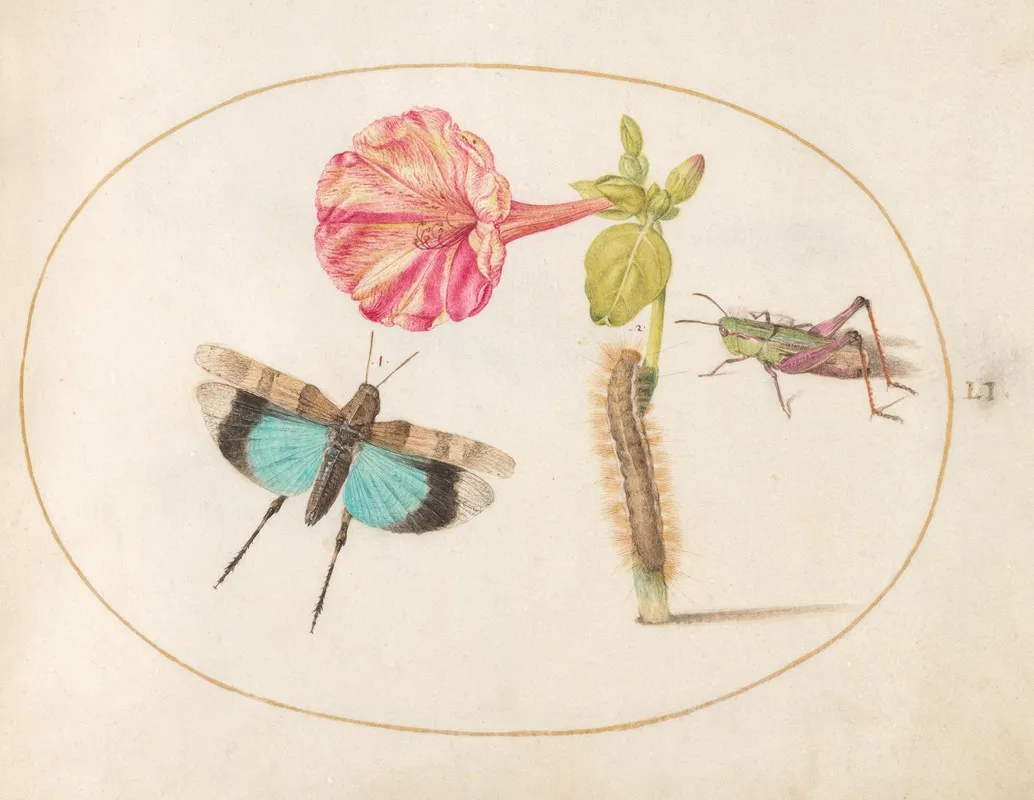 Plate 51 Grasshoppers And A Caterpillar With A Four Oclock Flower