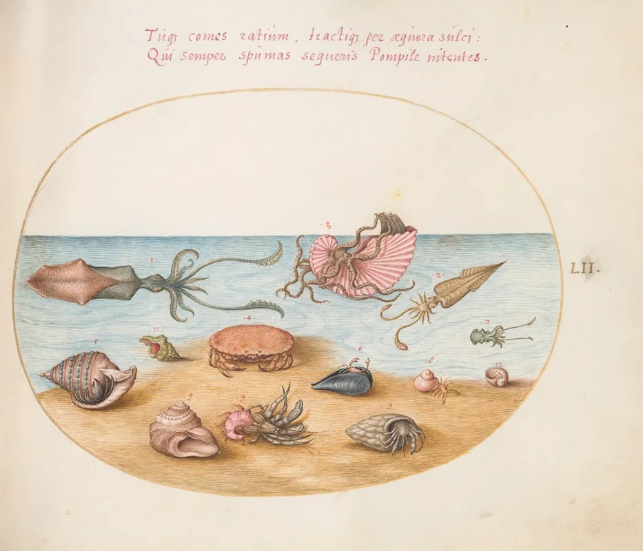 Plate 52 An Argonaut Squid Hermit Crabs Shells And A Crab