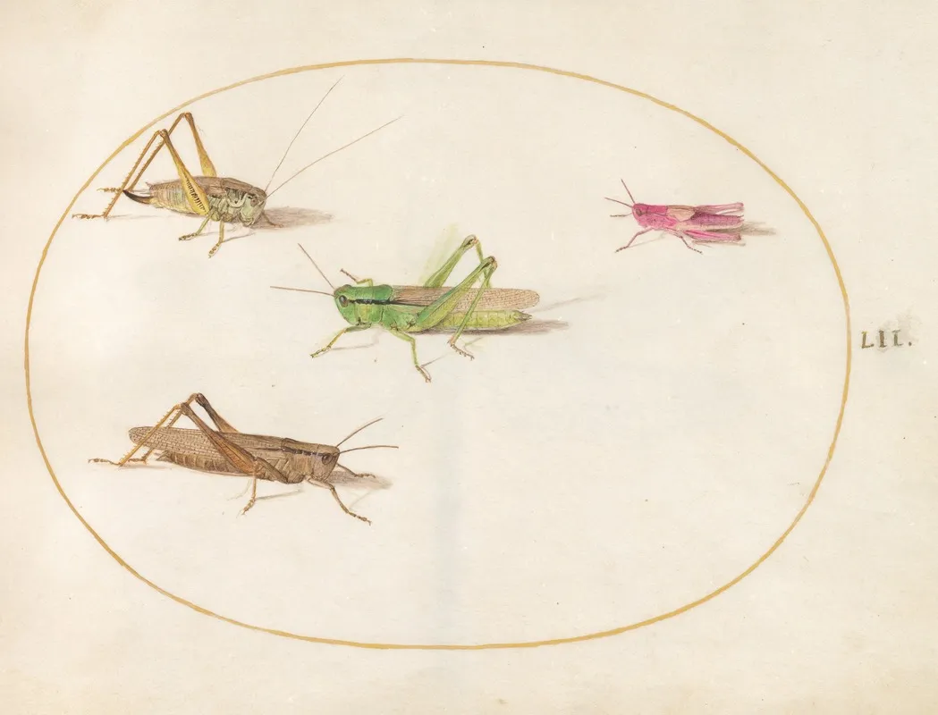 Plate 52 Four Grasshoppers