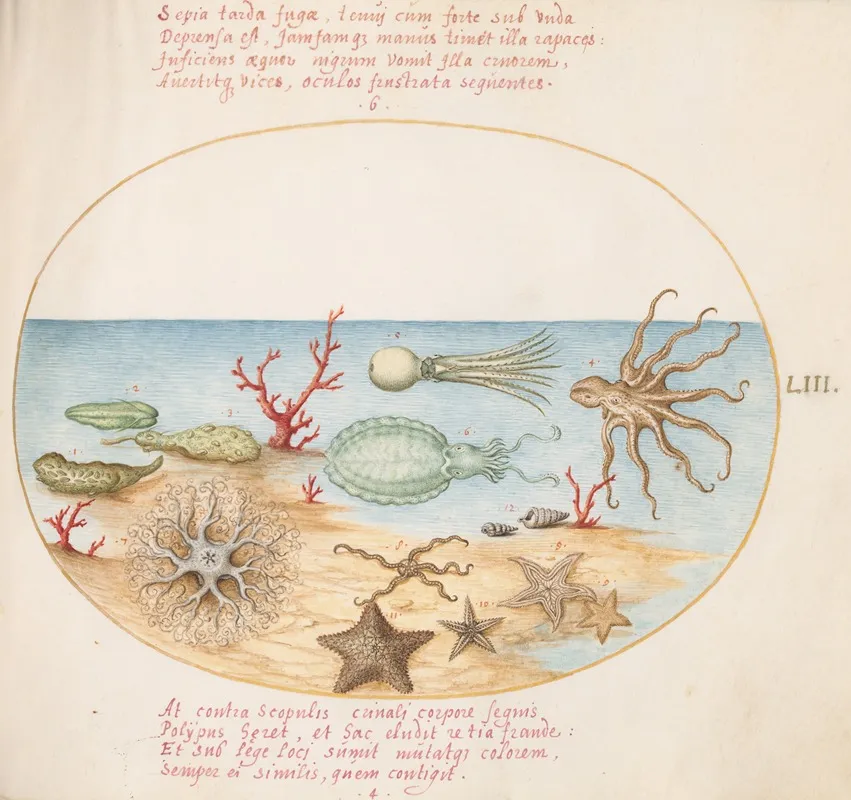 Plate 53 Sea Cucumbers Coral Octopus Starfish Squid And Other Sea Creatures