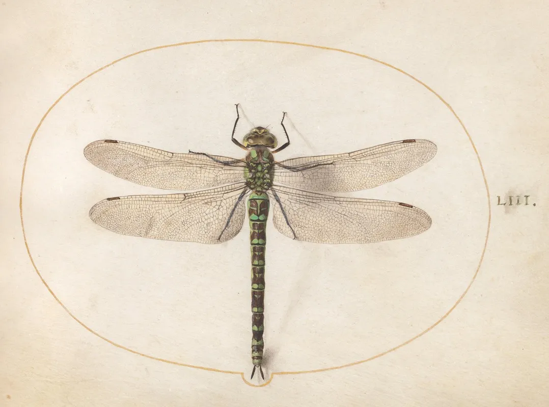 Plate 53 Southern Hawker Dragonfly