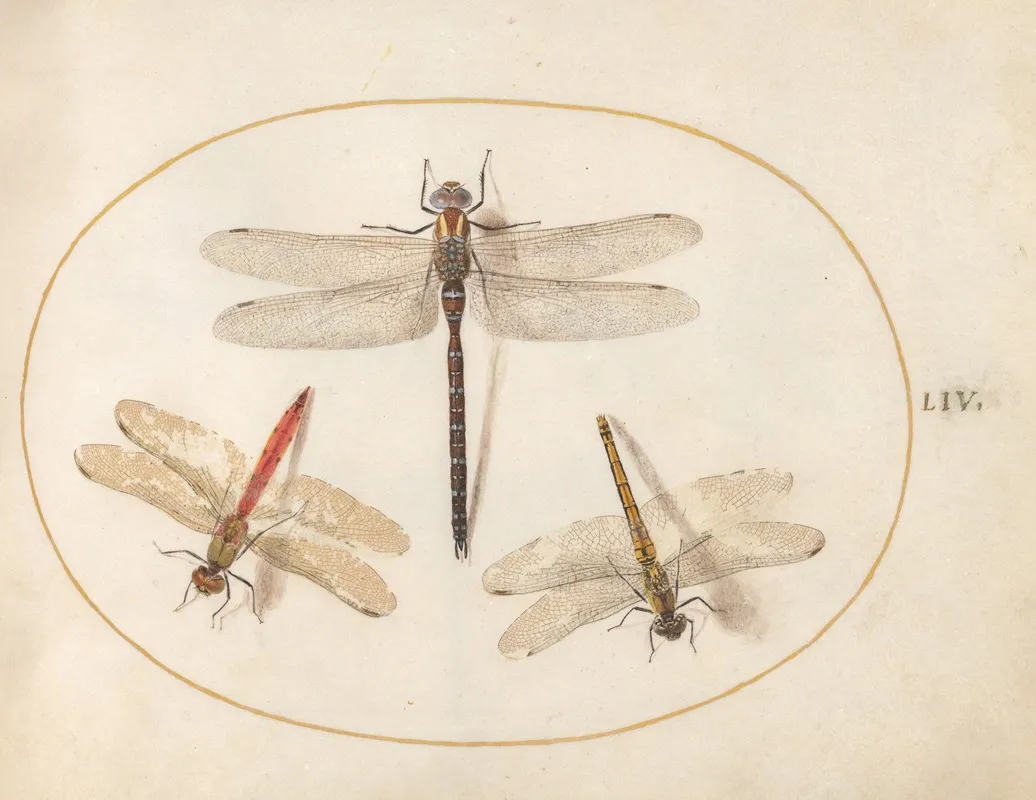 Plate 54 Hairy Dragonfly And Two Darters