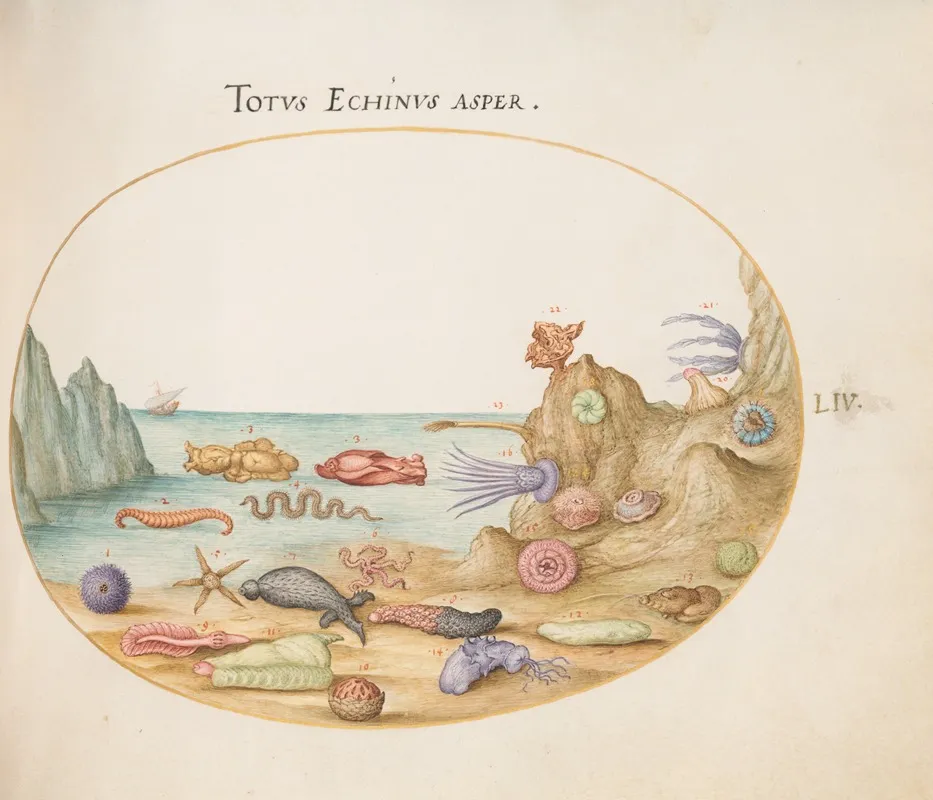 Plate 54 Sea Cucumbers Sea Urchins Starfish A Sea Nettle A Sea Hare And Other Marine Life