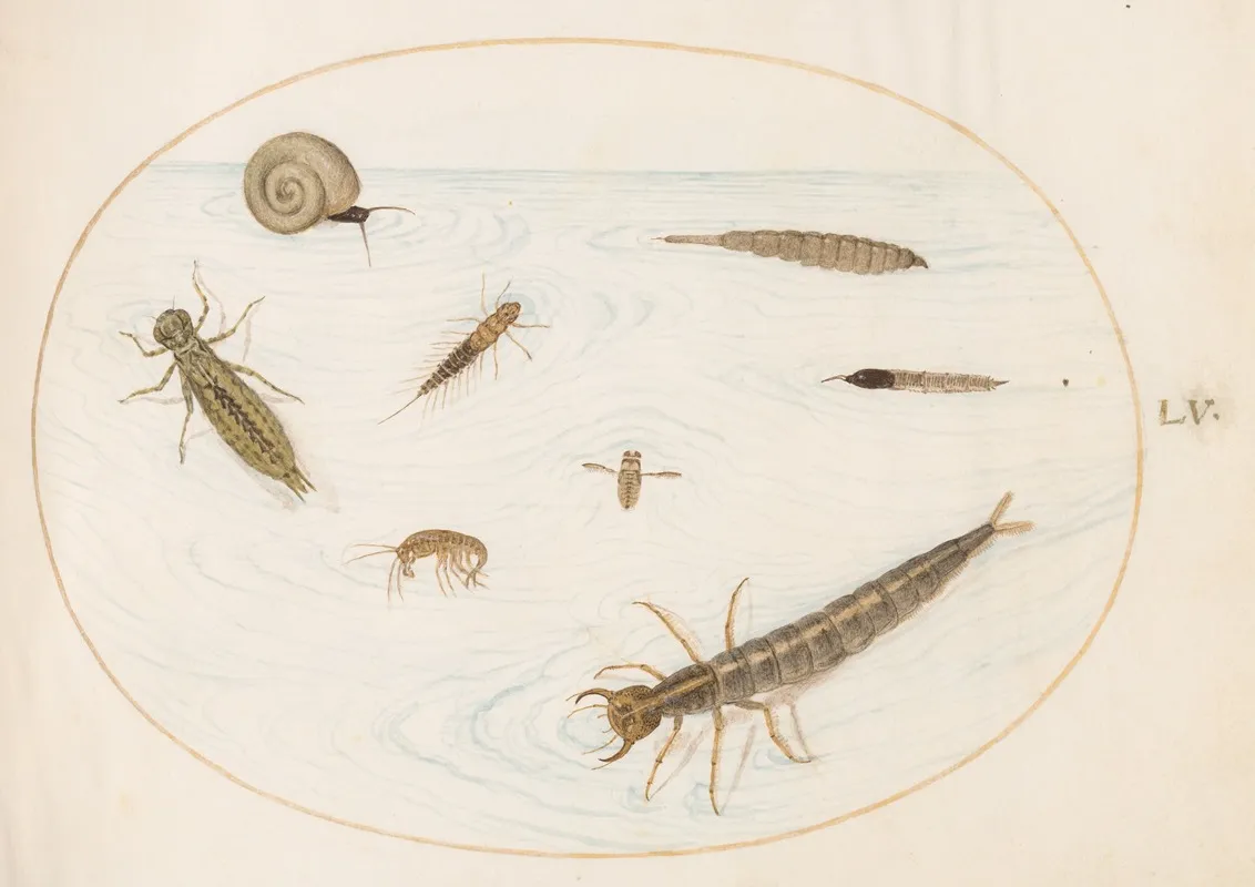 Plate 55 Aquatic Insects And Invertebrates Including A Snail