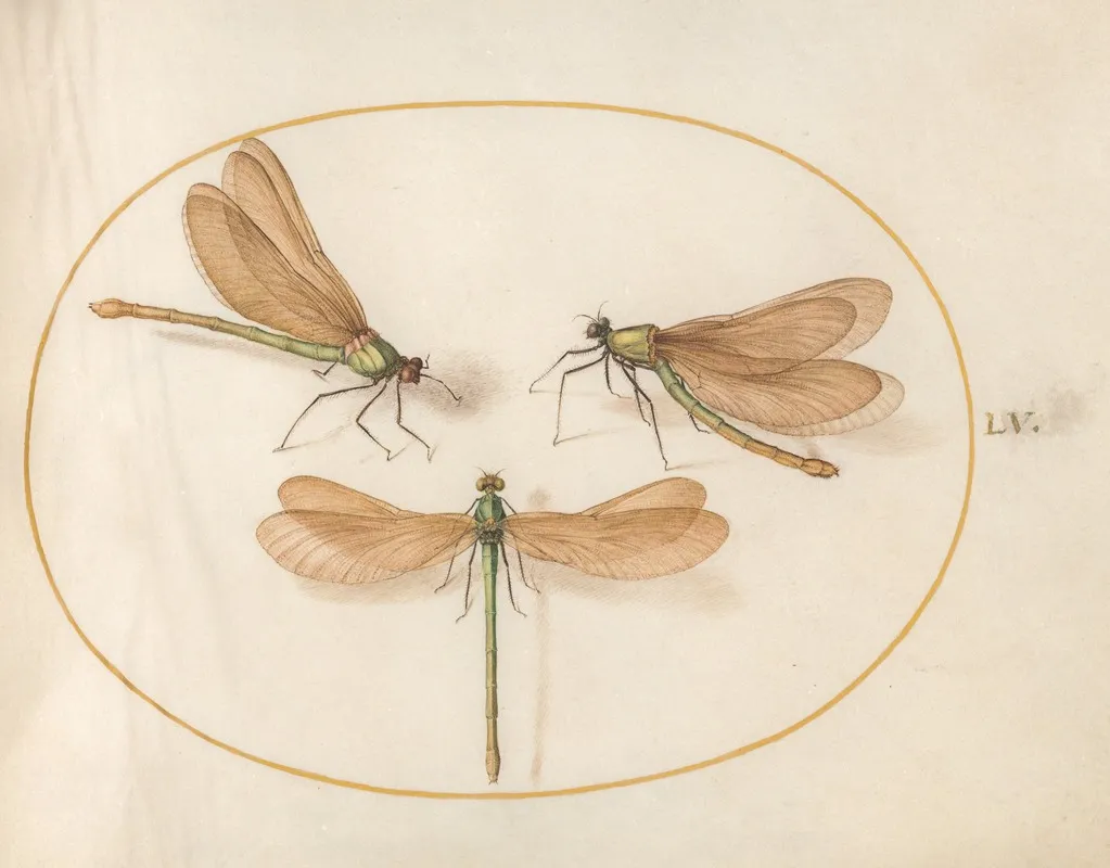 Plate 55 Three Green Damselflies With Brown Wings Beautiful Desmoiselles