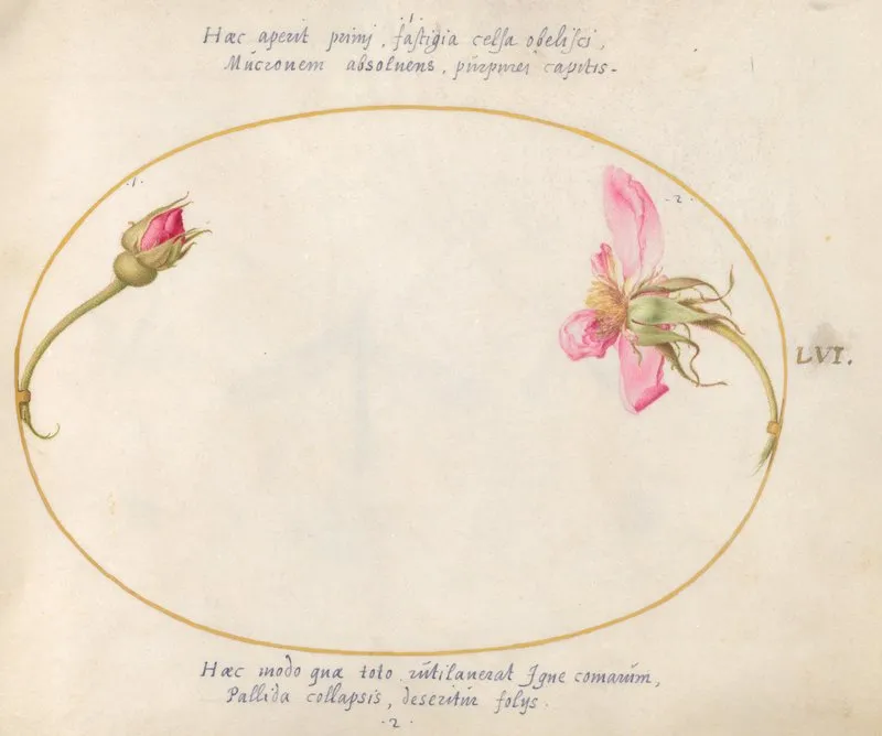 Plate 56 A Rosebud And A Disintegrating Pink Rose