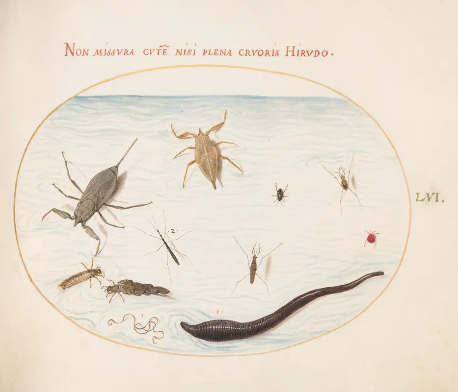 Plate 56 Water Scorpion Water Measurer Pond Skater Red Water Mite Leech And Other Water Insects