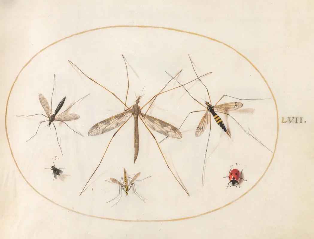 Plate 57 A Ladybug A Fly And Four Other Insects