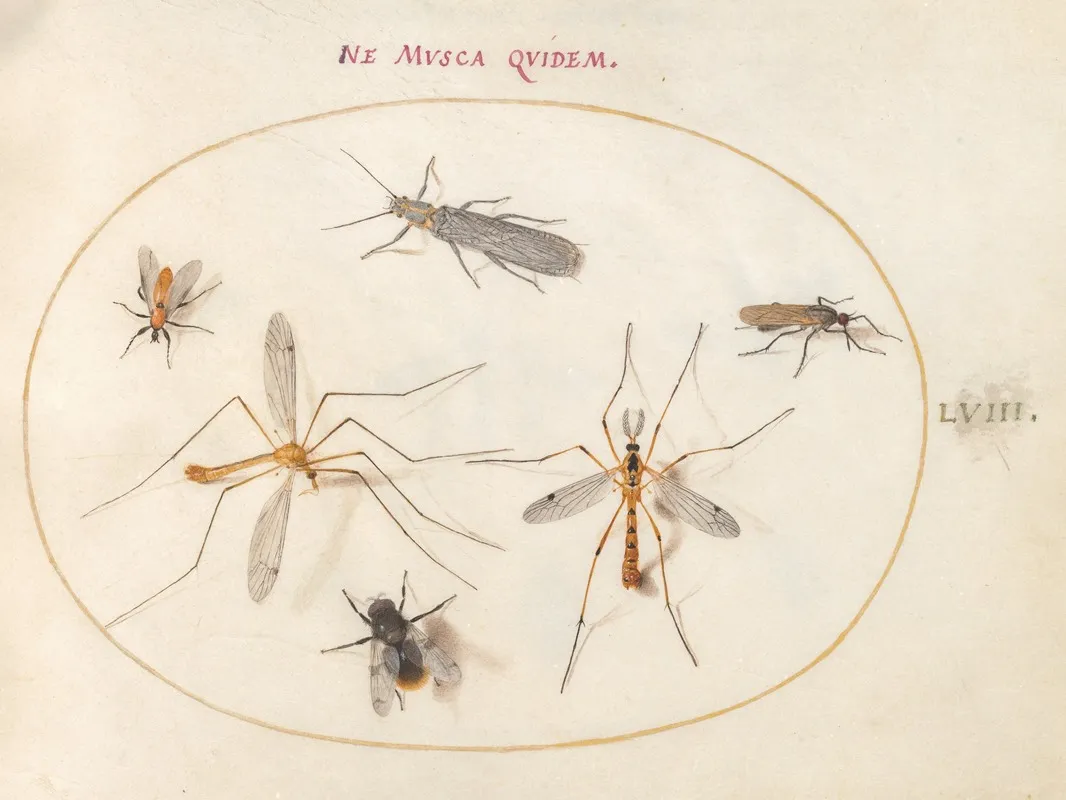 Plate 58 A Bee And Five Other Insects