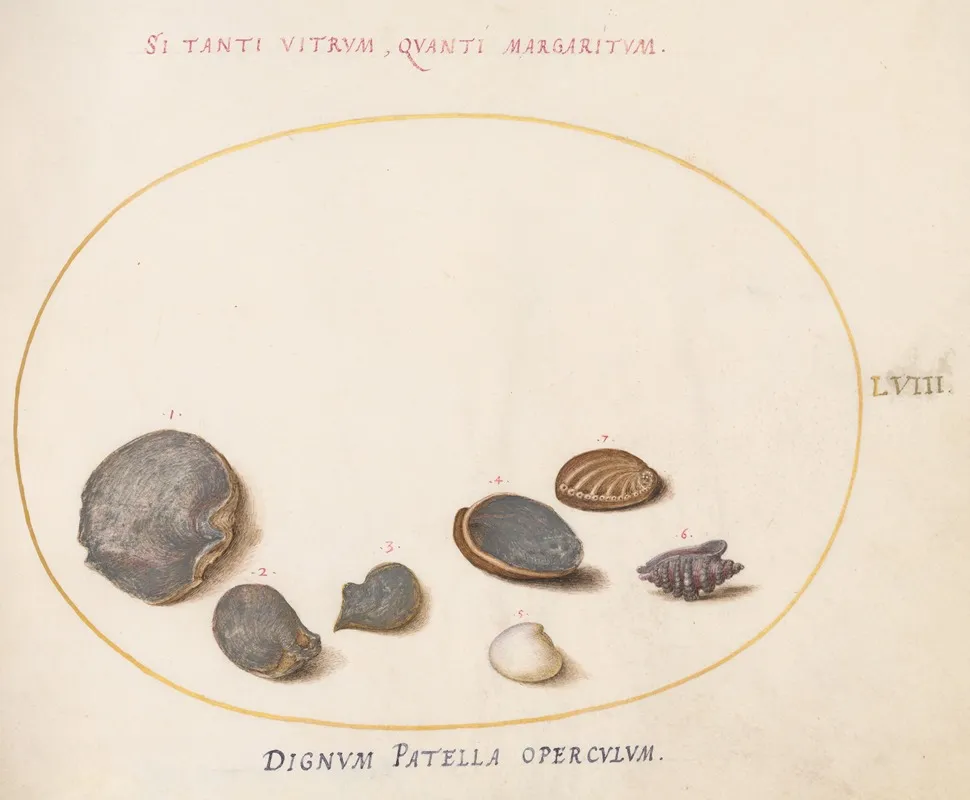 Plate 58 Shells Including Abalone