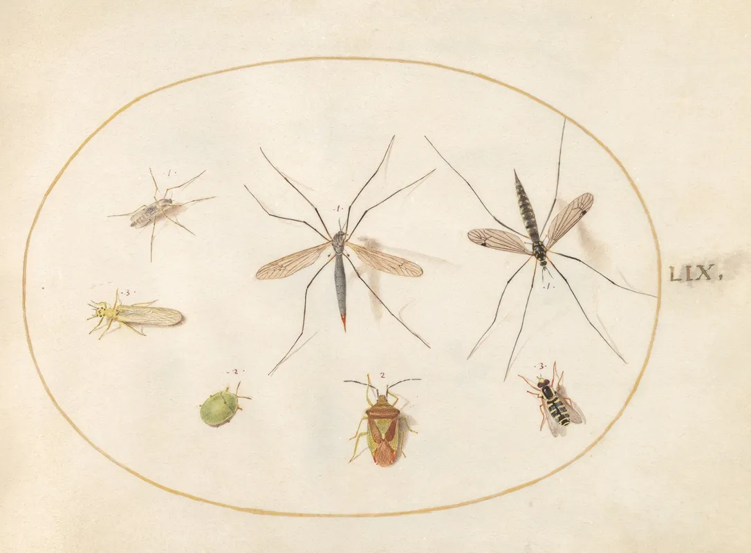 Plate 59 Seven Insects Including A Hawthorn Shield Bug Crane Flies And A Hoverfly