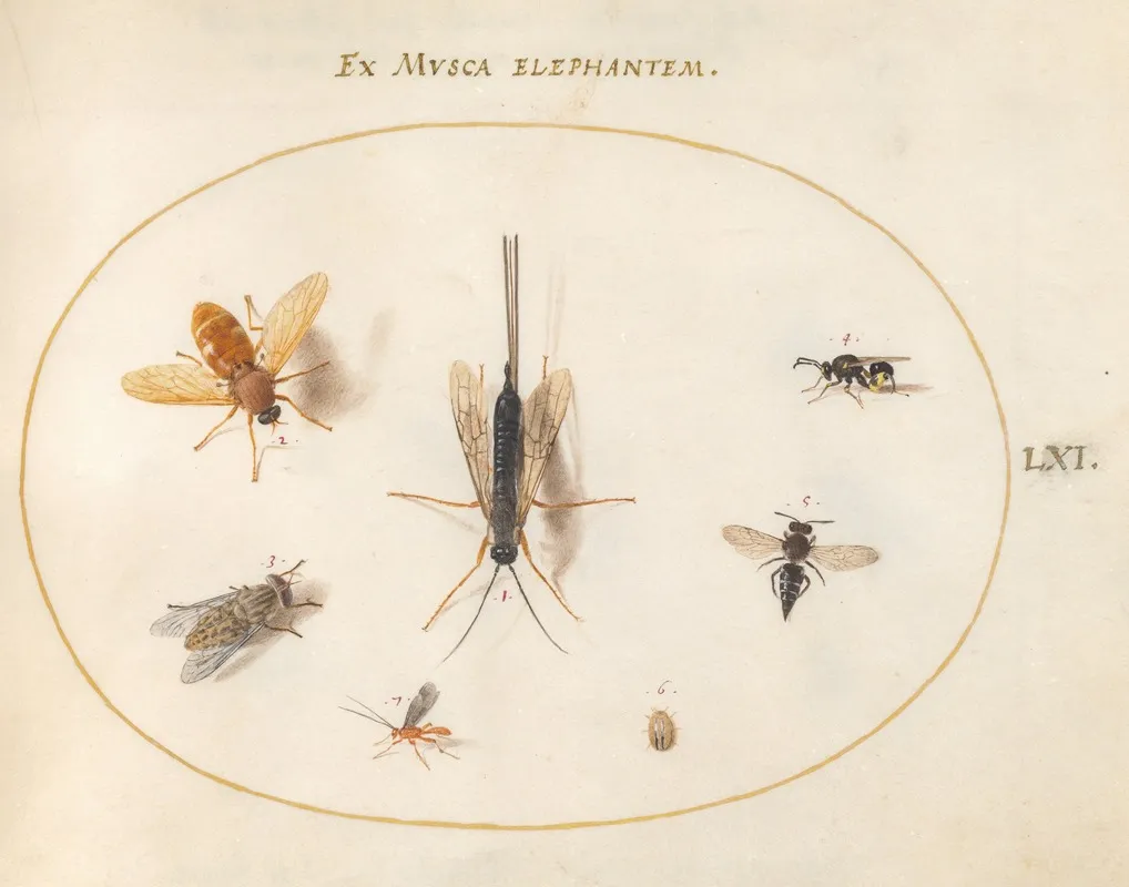 Plate 61 Seven Insects Including Flies