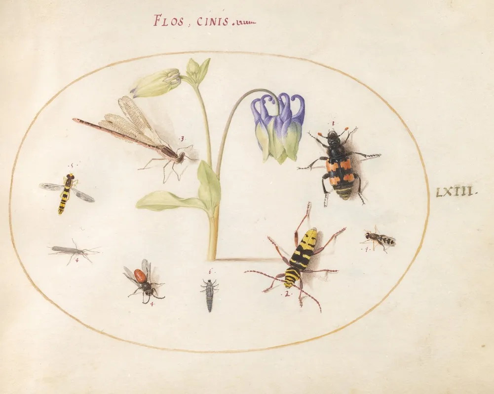 Plate 63 A Dragonfly A Spotted Longhorn A Sexton Beetle And Other Insects With A Blue And White Columbine