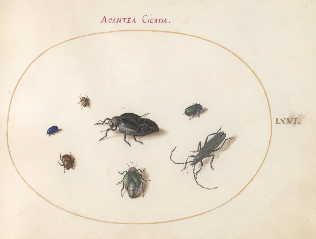 Plate 66 Two Oil Beetles A Longhorn Beetle And Four Other Insects