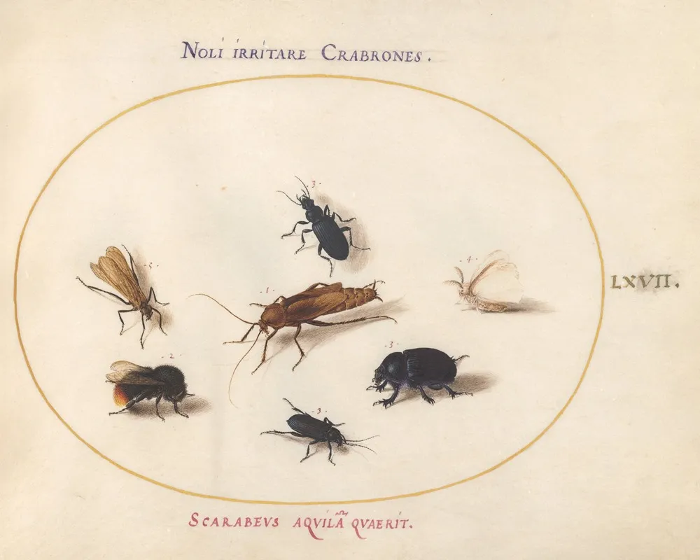 Plate 67 Seven Insects Including A White Butterfly And A Bee