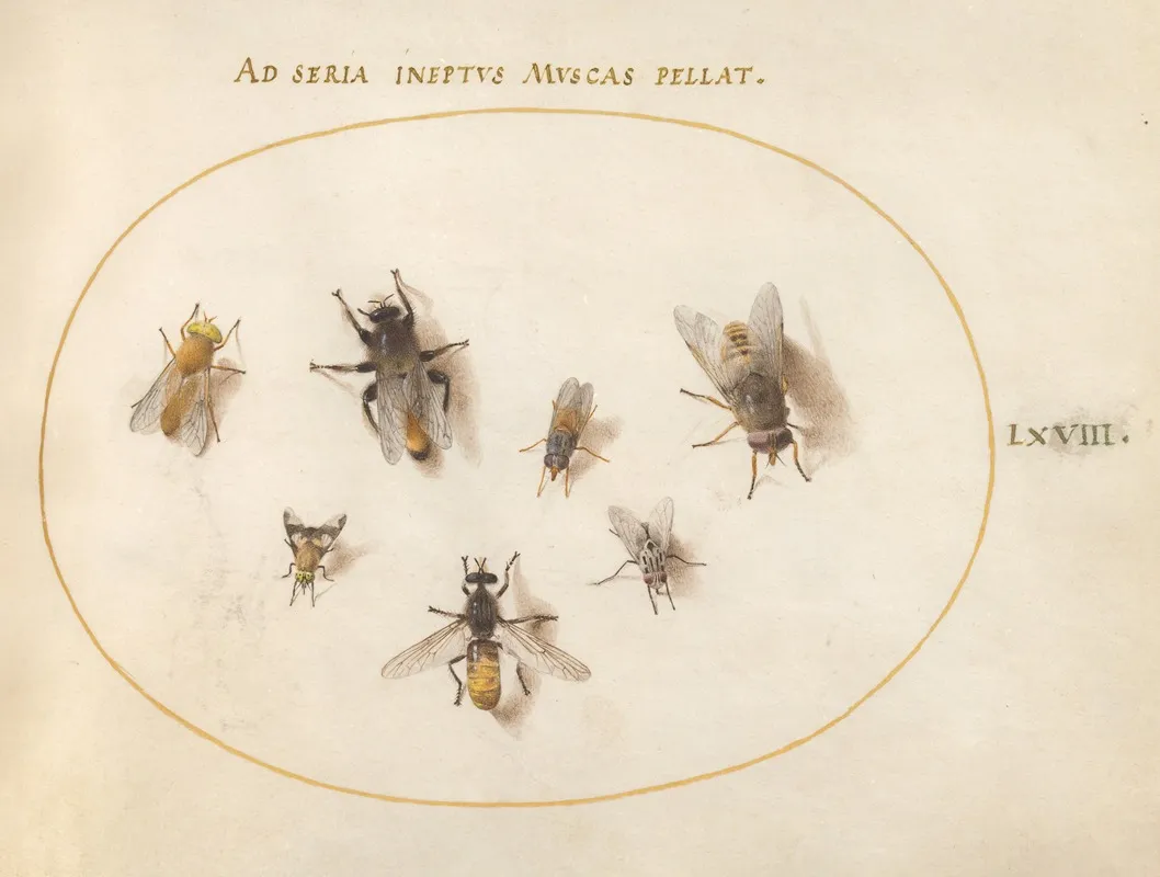 Plate 68 Seven Bees And Flies