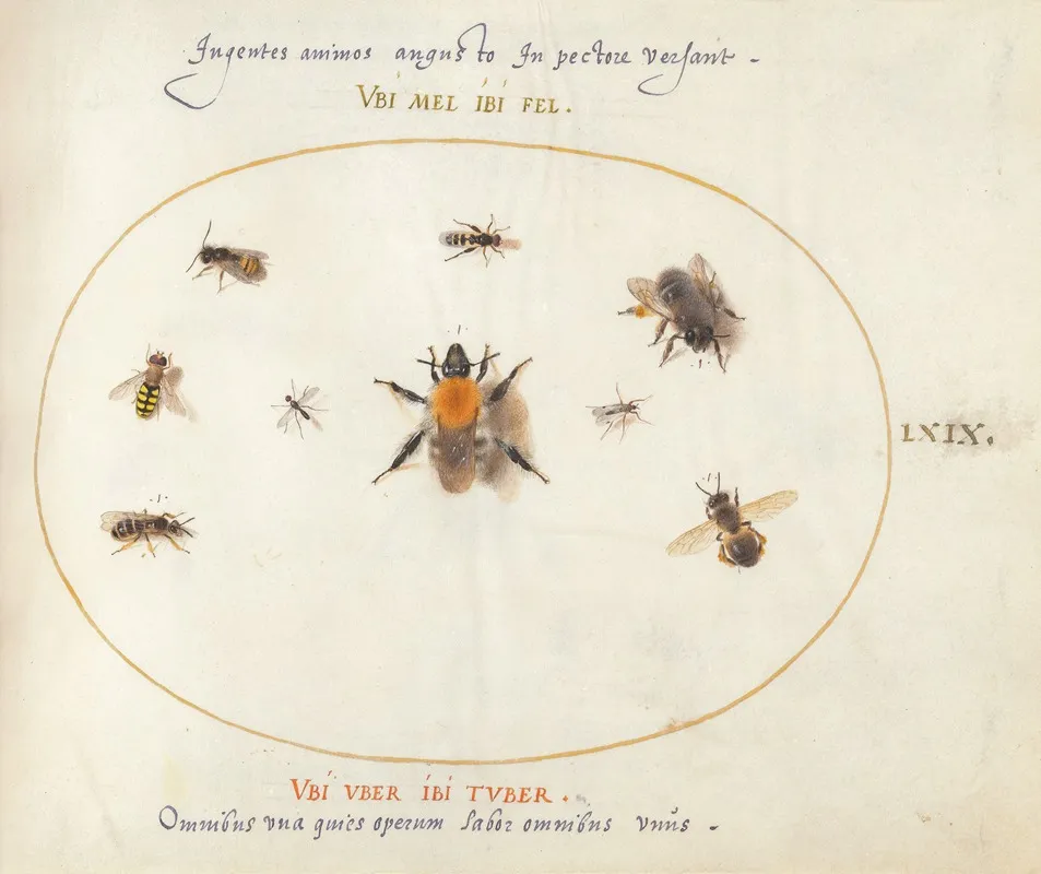 Plate 69 Nine Bees And Other Insects