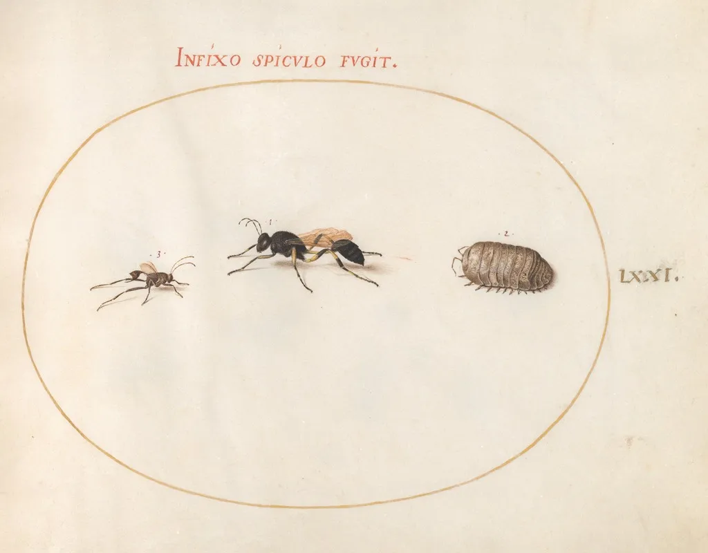 Plate 71 Two Wasps And A Pill Bug