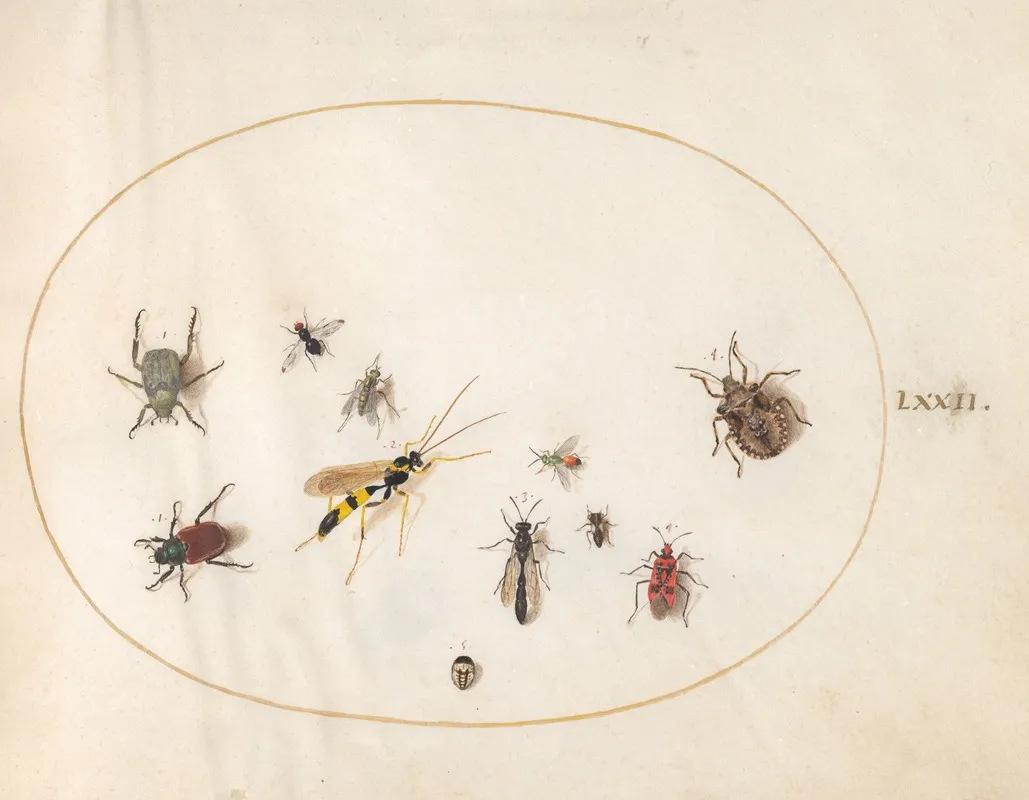 Plate 72 Shield Bug Cinnamon Bug Wasp And Other Insects
