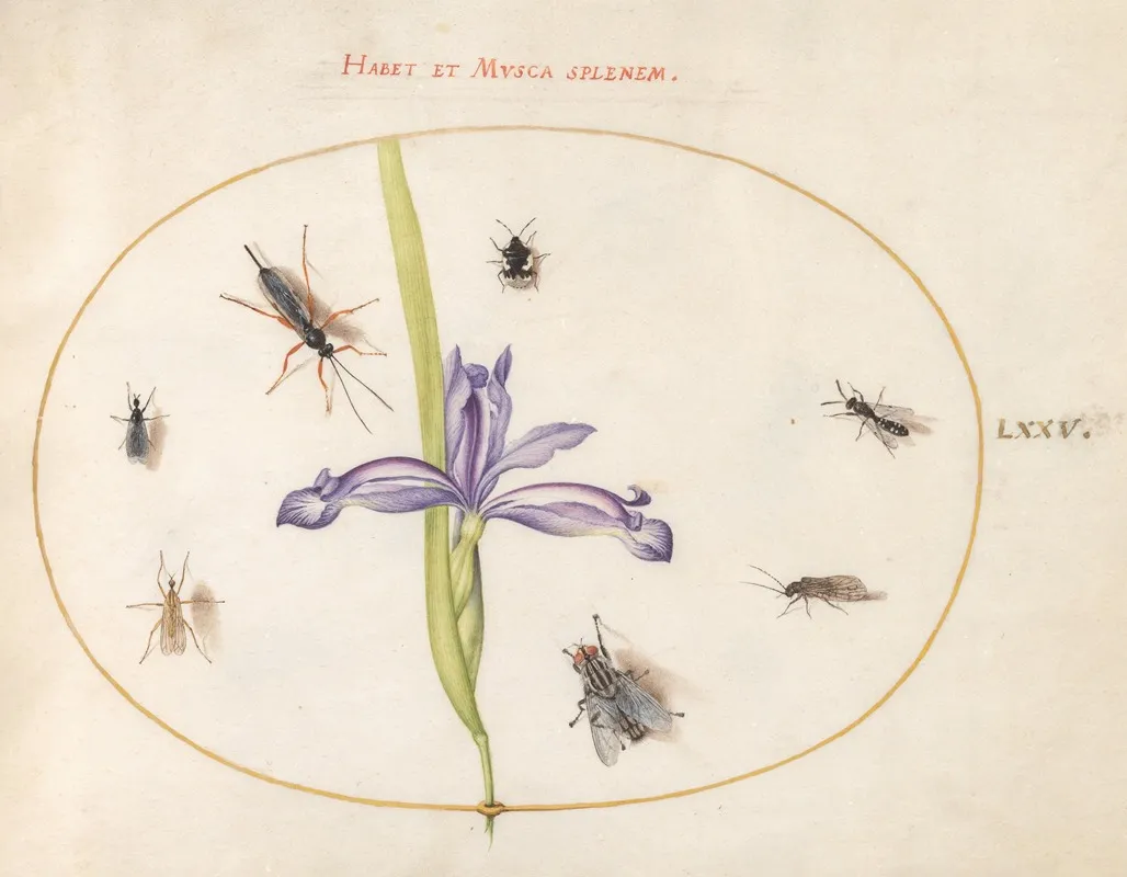 Plate 75 A Fly And Other Insects With An Iris