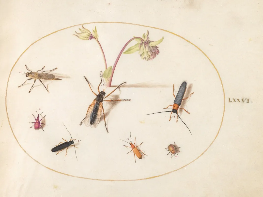 Plate 76 Insects With A Pink And Cream Columbine
