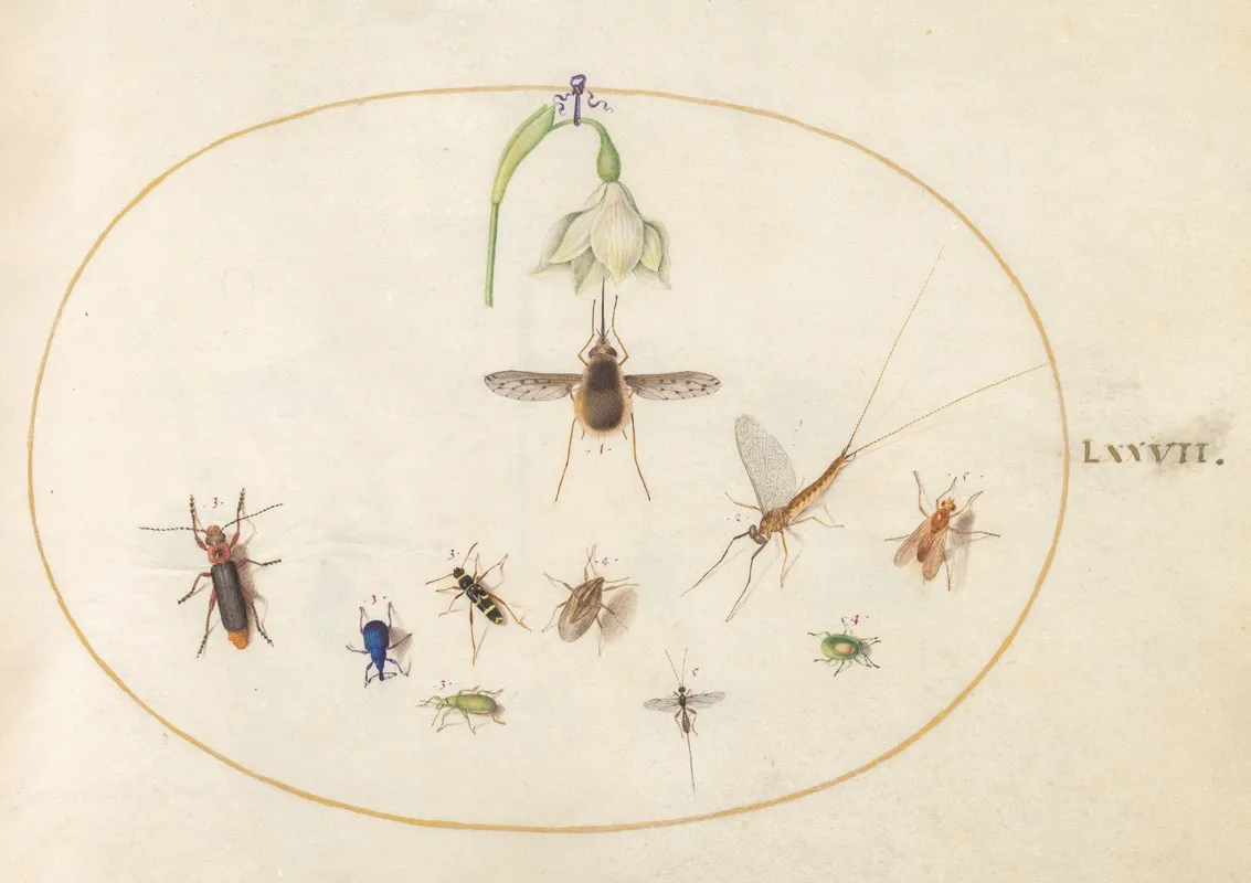 Plate 77 Dotted Bee Fly With A White Flower A Mayfly A Blue Weevil And Other Insects