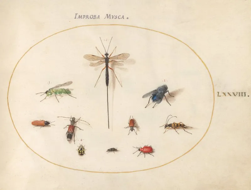 Plate 78 Ten Insects Including A Blue Fly