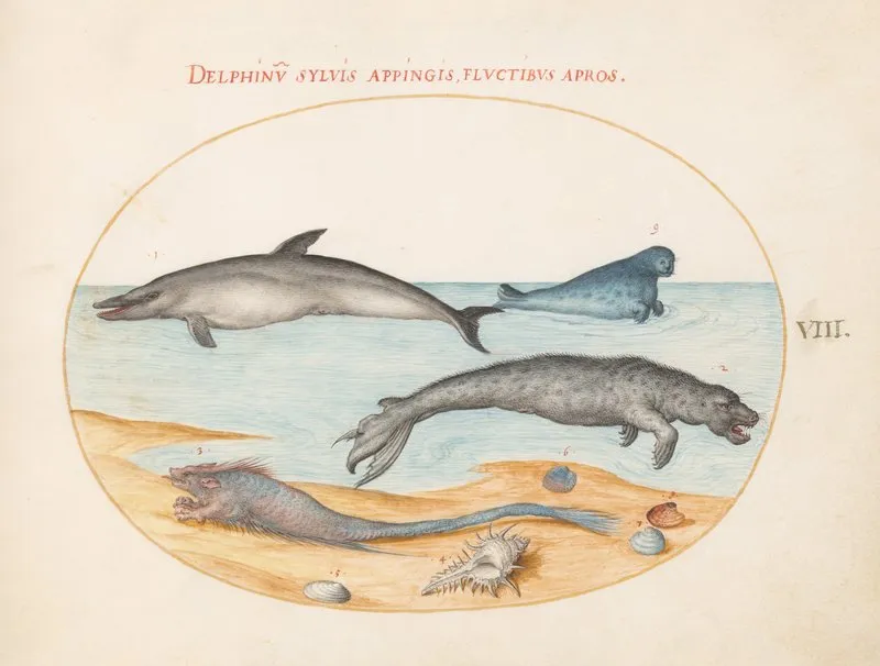 Plate 8 A Dolphin Two Seals A Brethmechin And Shells